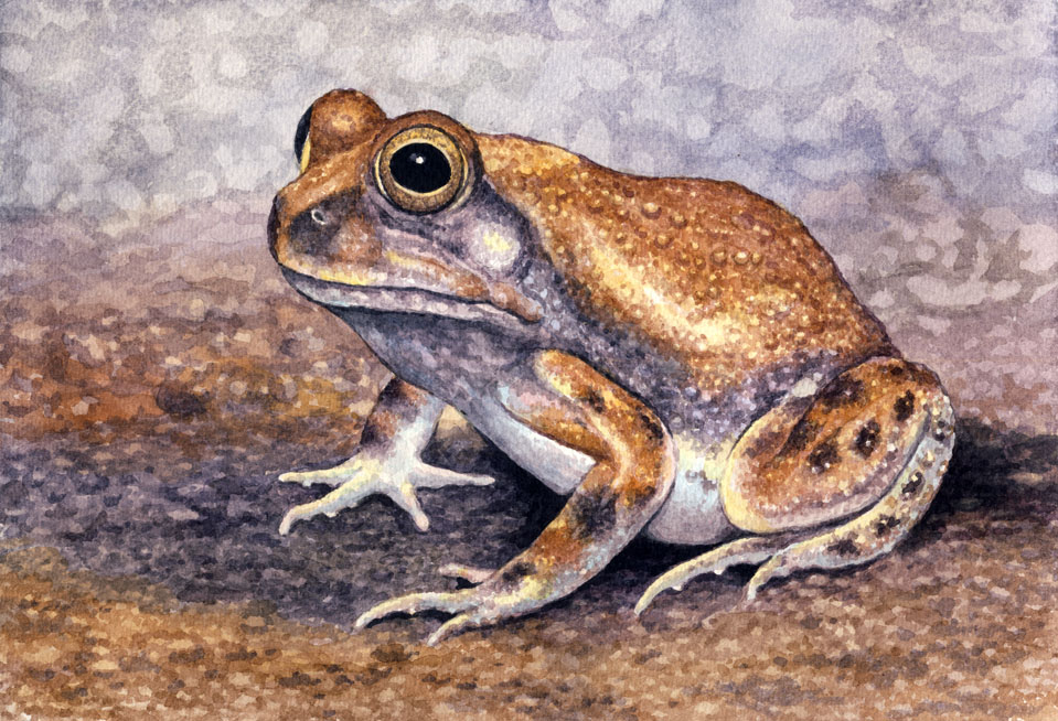 Russet-backed Sand Frog