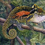 Natal Midlands Dwarf Chameleon