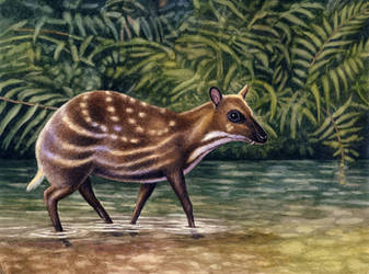 Water Chevrotain