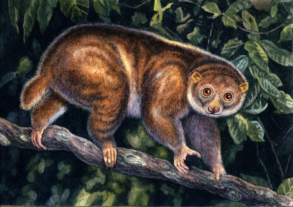Potto by WillemSvdMerwe on DeviantArt