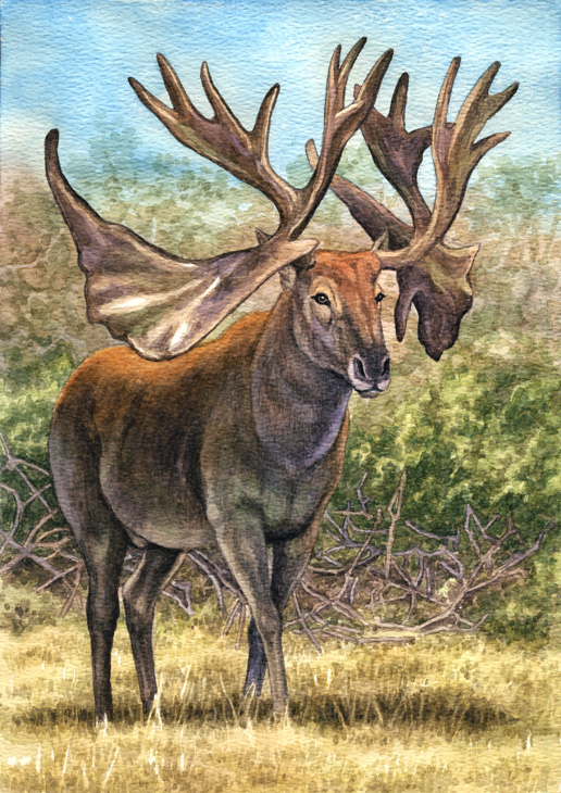 Cervalces scotti, the Stag-Moose