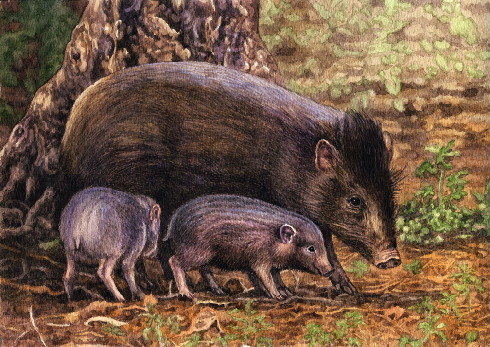 Pygmy Hogs by WillemSvdMerwe on DeviantArt