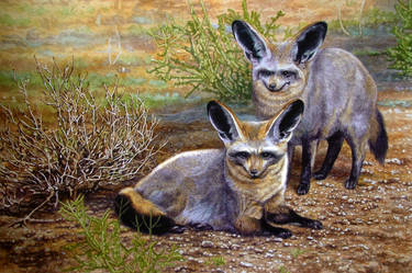 Bat-Eared Foxes