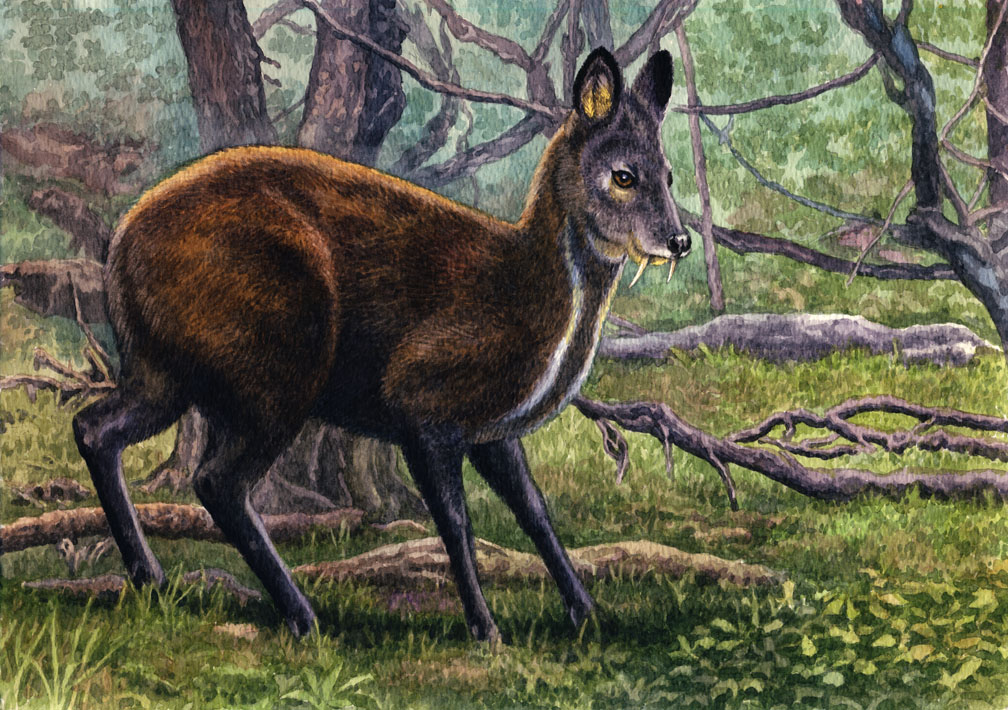 Siberian Musk Deer