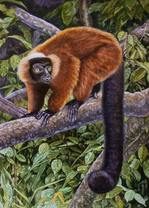 Red Ruffed Lemur