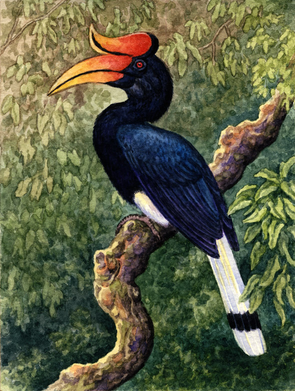 Rhinoceros Hornbill