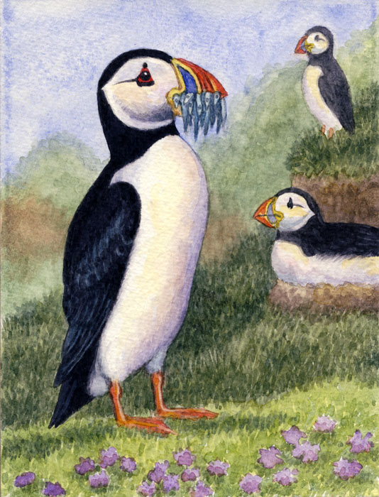 Atlantic Puffins