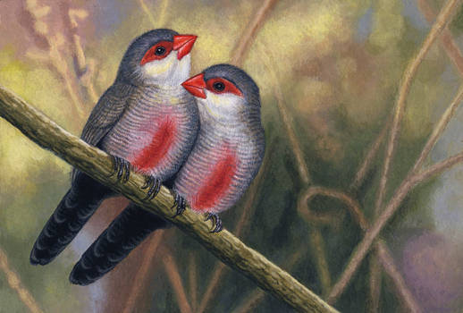 Common Waxbills