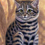 Small Spotted Cat