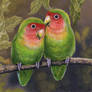 Rosy-Faced Lovebirds