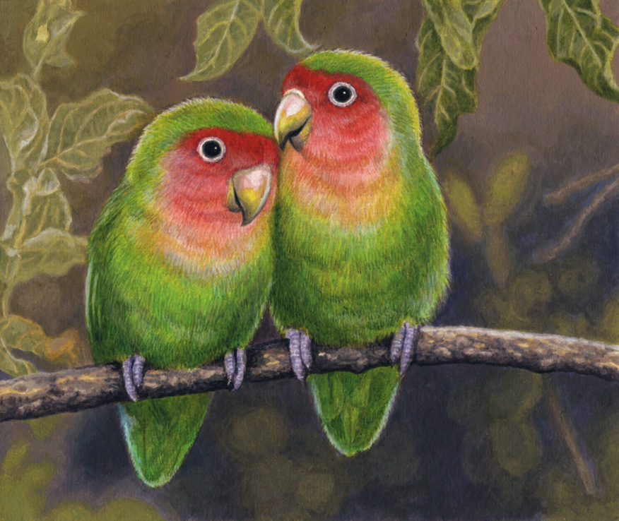 Rosy-Faced Lovebirds