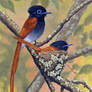 African Paradise Flycatchers