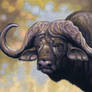 African Buffalo