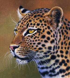 Leopard Portrait