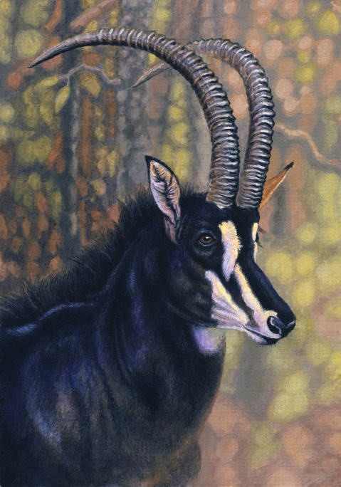Sable Antelope by WillemSvdMerwe on DeviantArt