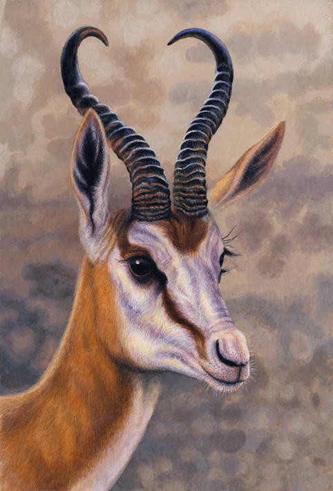 Springbuck by WillemSvdMerwe on DeviantArt
