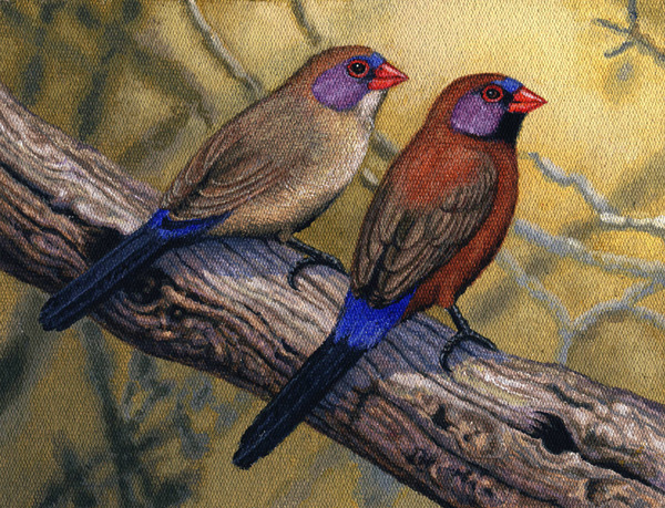 Violet-eared Waxbills