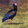 Bald Ibis