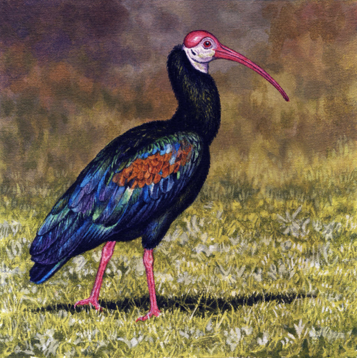 Bald Ibis by WillemSvdMerwe Bald Ibis by WillemSvdMerwe