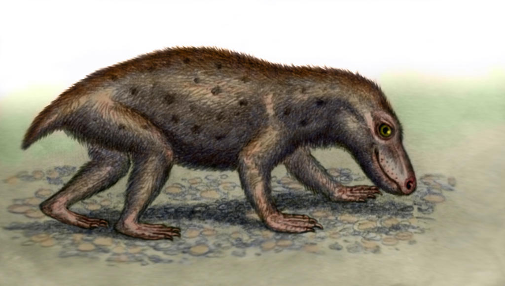 Regisaurus jacobi