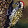 Cardinal Woodpecker