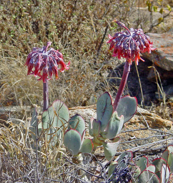 Cotyledon orbiculata by WillemSvdMerwe