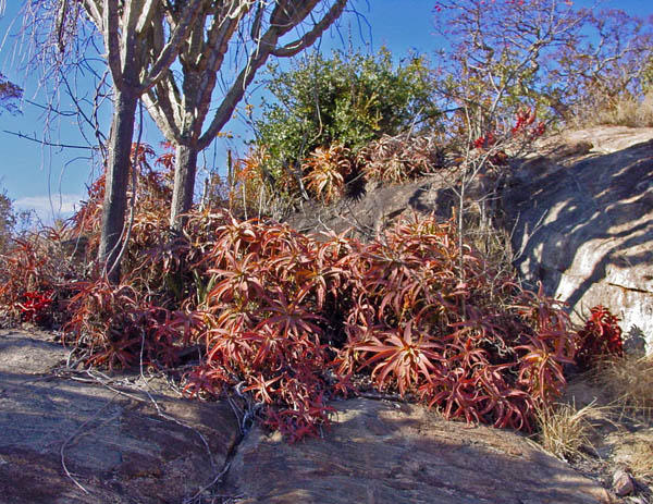 Aloe arborescens by WillemSvdMerwe