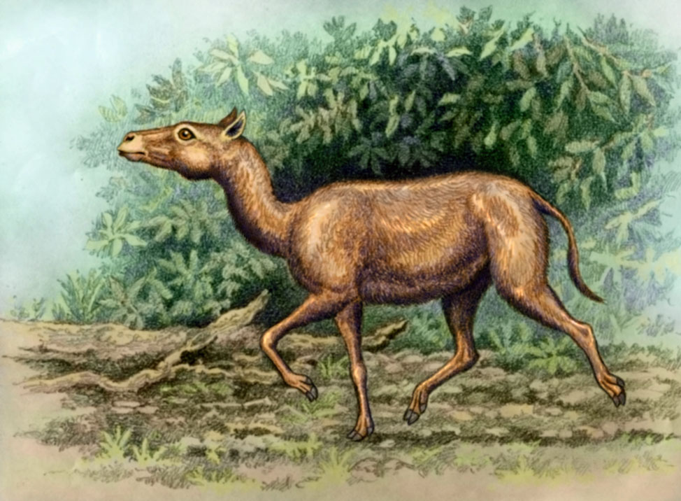 Propleopus Propleopus