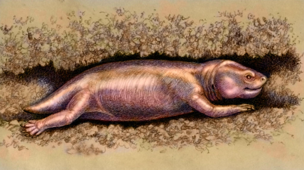 Cistecephalus microrhinus by WillemSvdMerwe on DeviantArt