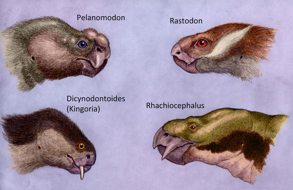 Dicynodont faces 1 by WillemSvdMerwe on DeviantArt