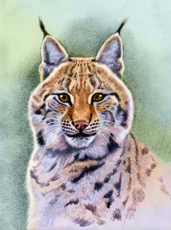 Eurasian Lynx by WillemSvdMerwe