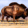 Bison priscus