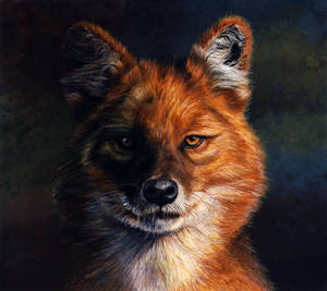 Dhole