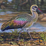 Hadeda Ibis