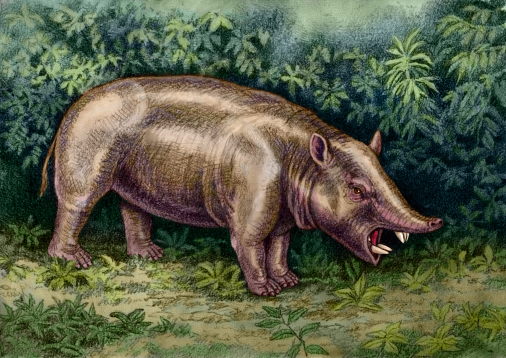 Pyrotherium Pyrotherium romeroi by WillemSvdMerwe on DeviantArt