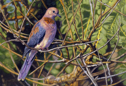 Laughing Dove