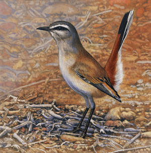 Kalahari Scrub Robin