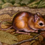 Bushveld Gerbil