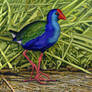 African Purple Swamphen