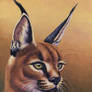 Caracal