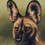 African Wild Dog