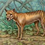 Thylacine