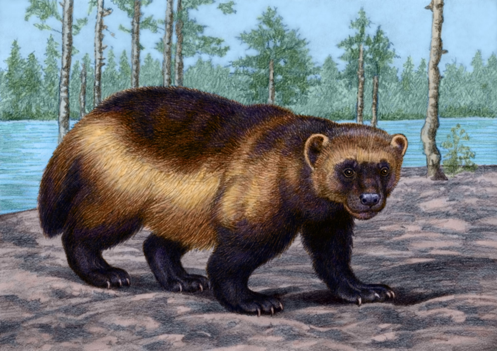 Wolverine by WillemSvdMerwe on DeviantArt Wolverine by WillemSvdMerwe on DeviantArt