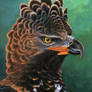 African Crowned Eagle