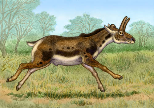 Bouromeryx americanus