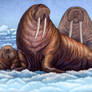Walrus 'Family'