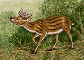 Stephanocemas coronatus
