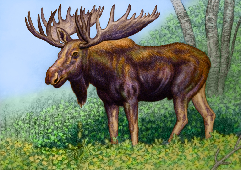Moose by WillemSvdMerwe on DeviantArt