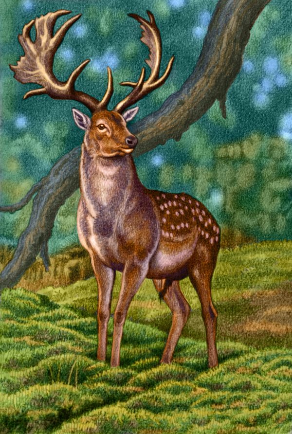 Deviantart Fallow Fallow Deer by WillemSvdMerwe on DeviantArt