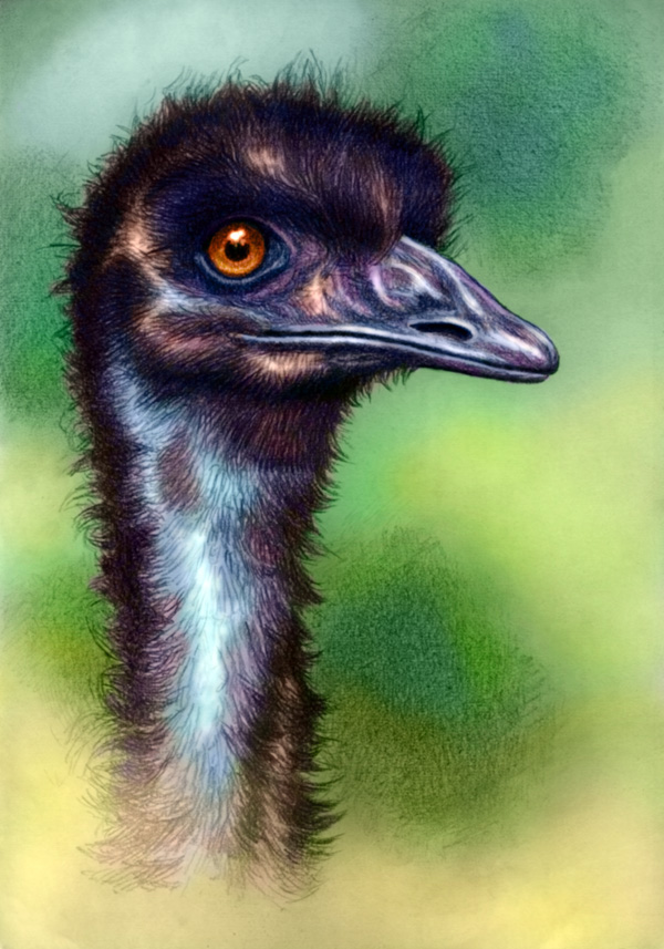 Emu Rendered Picture Emu by WillemSvdMerwe on DeviantArt